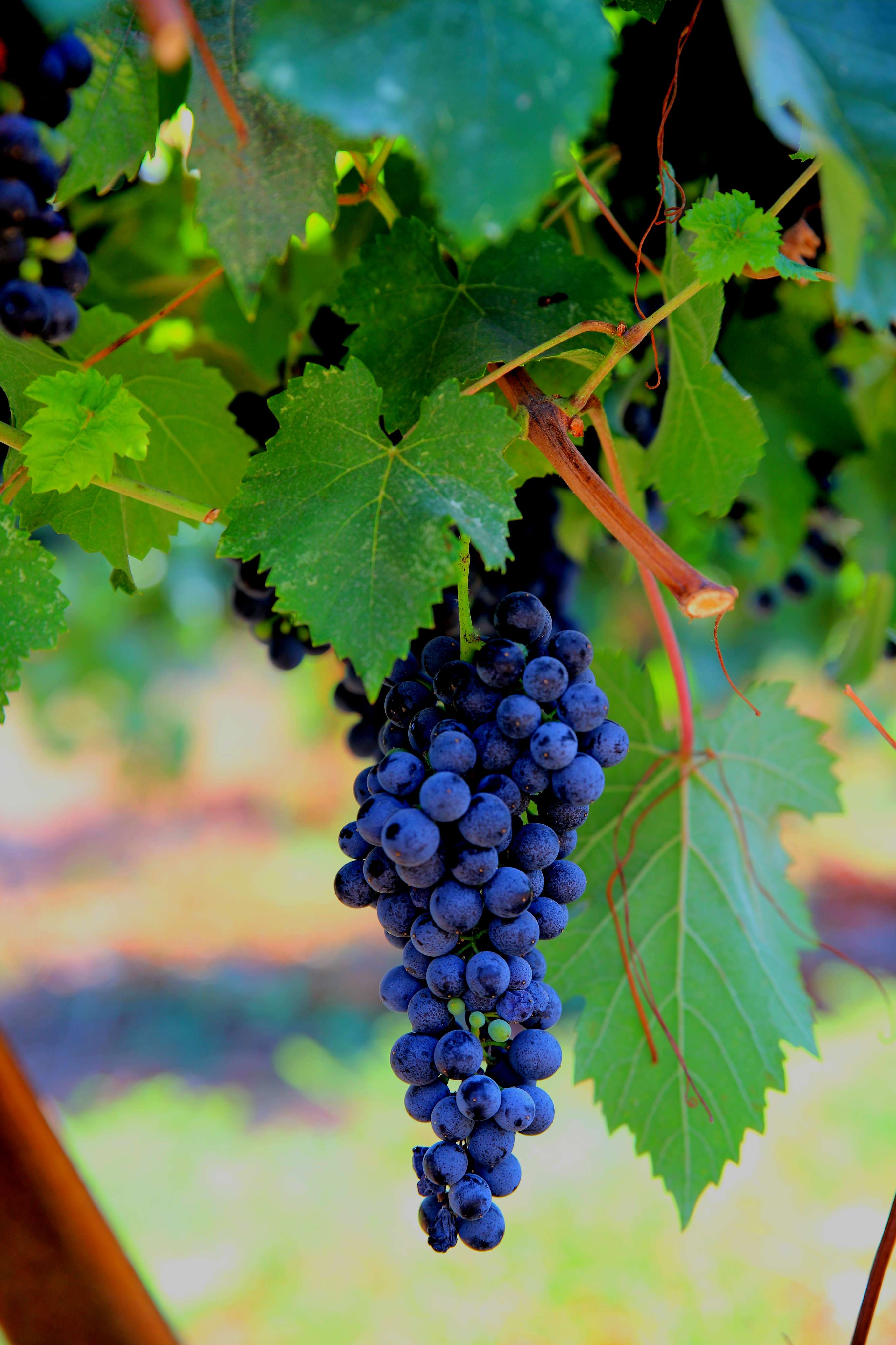 צלומי נופים